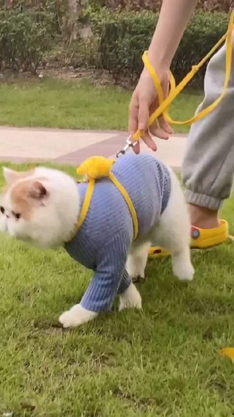 加菲最新爆料视频,揭秘娱乐圈惊人内幕！